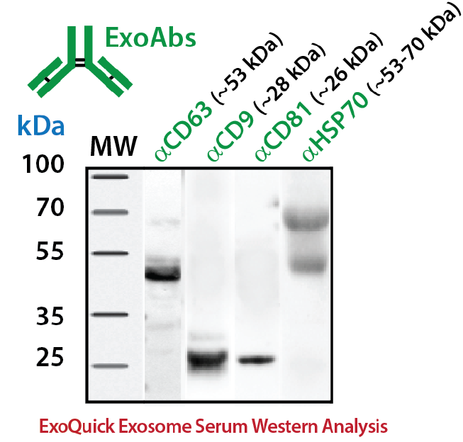 外泌体marker抗体(wb一抗)